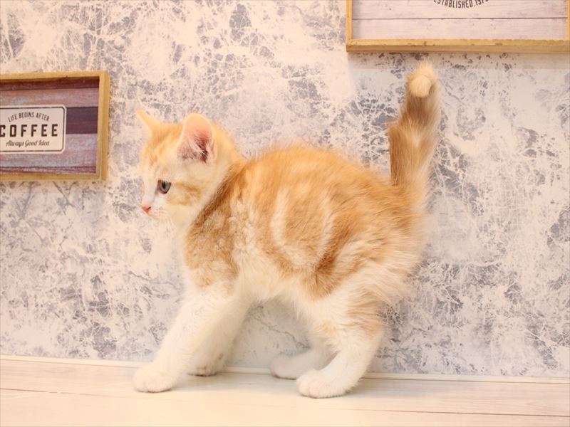 ネコ - 広島LECT店 | ペッツワン